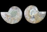 Cut & Polished Ammonite Fossil - Agatized #82267-1